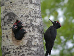 Black Woodpecker in Cavity Bird Nest in Oulu, Finland