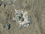 Charadrius Plover Eggs in Scrape Bird Nest in Gdansk Bay Poland