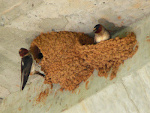 Cliff Swallows in Adherent Bird Nest in NC, USA