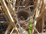 Great Reed Warbler Eggs in a Cup Bird Nest in Lausitz Germany