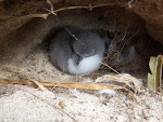 Petrel Chick in Burrow Bird Nest on Sand Island Midway Atoll