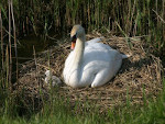 Swan and Cygnet in Ground Bird Nest in the United Kingdom