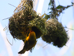 Taveta Golden Weaver in Pendant Bird Nest in Orlando Florida