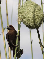 Thick-Billed Weaver and Its Sphere Bird Nest in Pretoria South Africa
