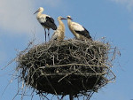 White Storks in Platform Nest in Poland